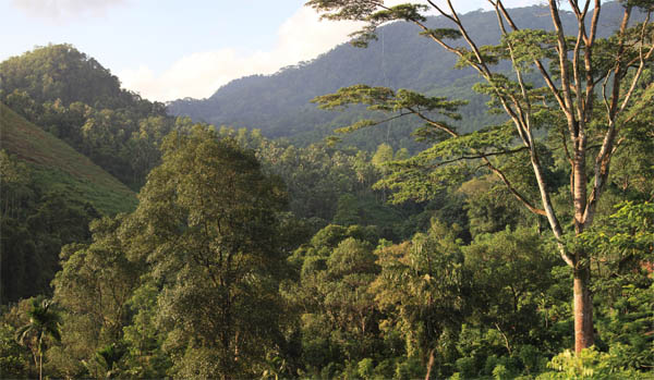 Plantage bij Kitulgala